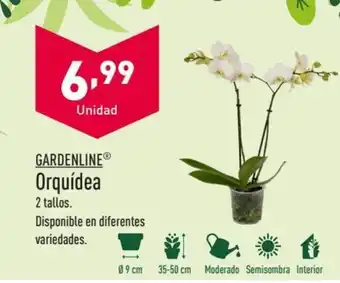 ALDI GARDENLINEⓇ Orquídea oferta