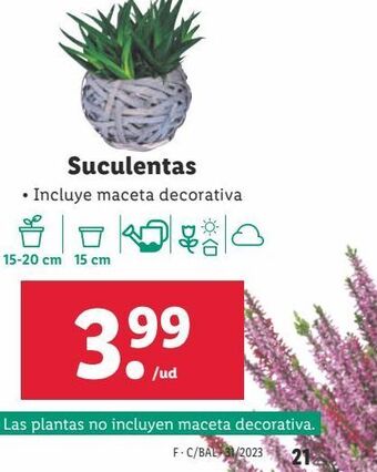 Lidl Plantas decorativas oferta