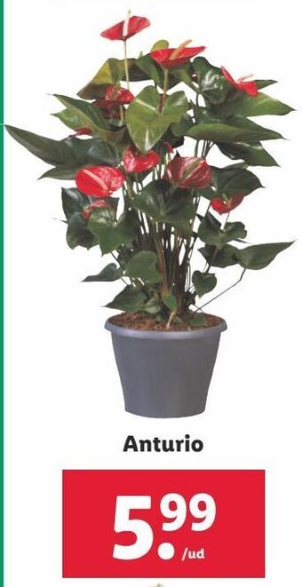 Lidl Plantas con flor oferta