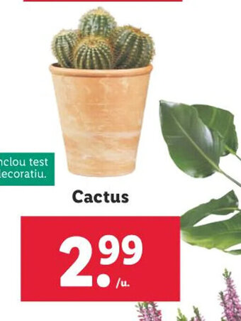 Lidl Cactus oferta