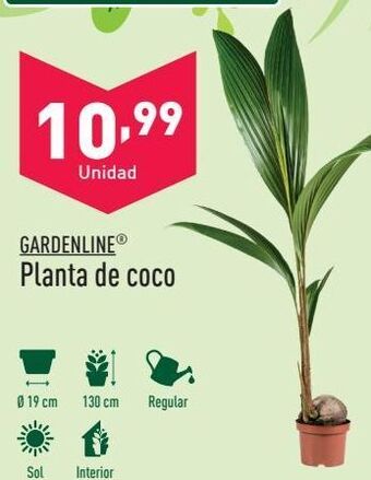 ALDI Planta de coco gardenline oferta