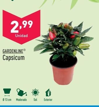 ALDI Capsicum gardenline oferta