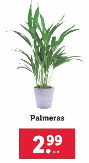 Lidl Palmeras oferta