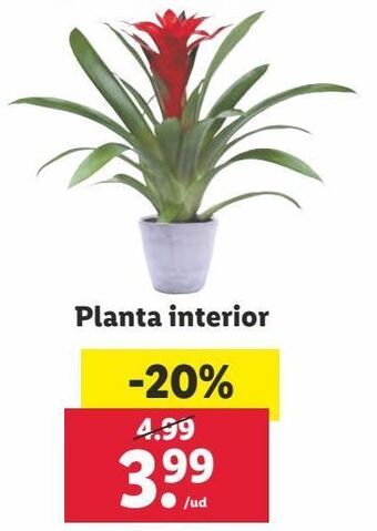 Lidl Plantas oferta