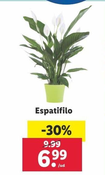 Lidl Plantas oferta