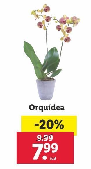 Lidl Orquídeas oferta