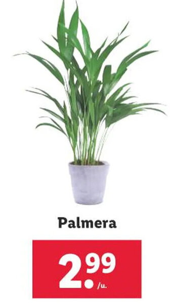Lidl Palmera oferta