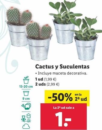 Lidl Cactus oferta