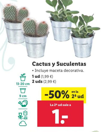 Lidl Cactus y Suculentas oferta