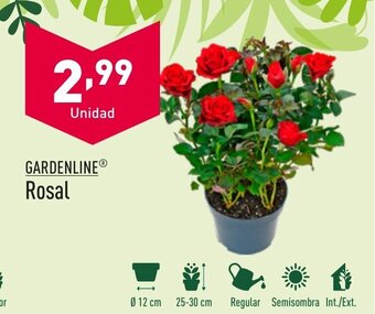 ALDI GARDENLINEⓇ Rosal oferta