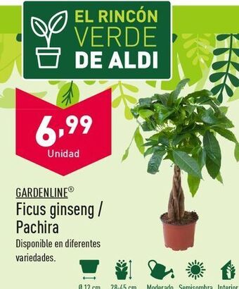 ALDI Ficus ginseng / pachira oferta