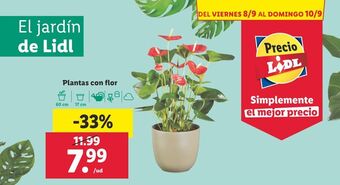 Lidl Plantas con flor oferta