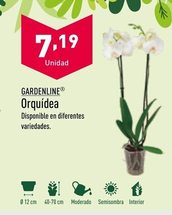 ALDI GARDENLINE Orquídea oferta