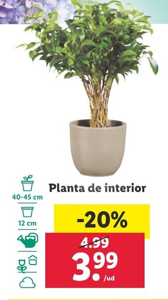 Lidl Planta de interior oferta