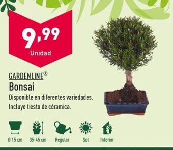 ALDI GARDENLINE Bonsai oferta