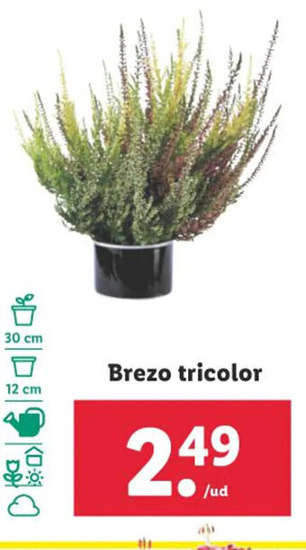 Lidl Brezo tricolor oferta
