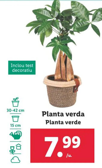 Lidl Planta verda oferta