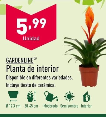 ALDI GARDENLINEⓇ Planta de interior oferta