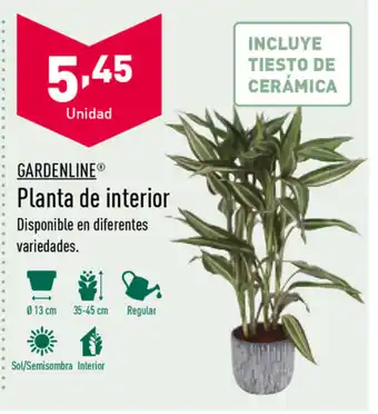 ALDI Garderline Planta de interior oferta
