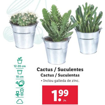 Lidl Cactus / Suculentes Cactus /Suculentas • Inclou galleda de zinc. oferta
