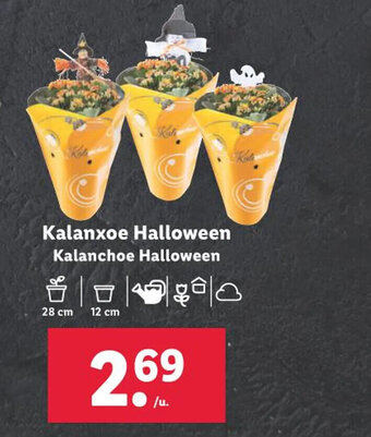 Lidl Kalanxoe Halloween Kalanchoe Halloween oferta