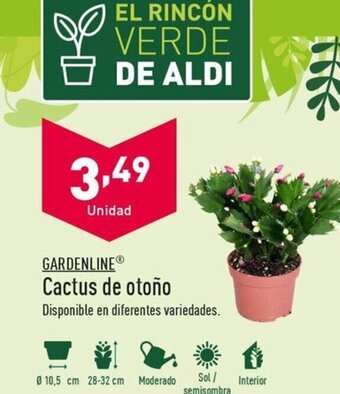 ALDI Cactus de otoño oferta
