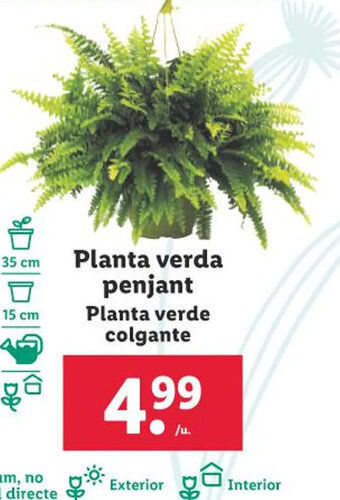 Lidl Planta verda penjant Planta verde colgante oferta