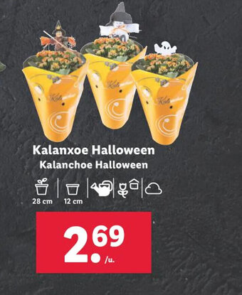 Lidl Kalanxoe Halloween Kalanchoe Halloween oferta