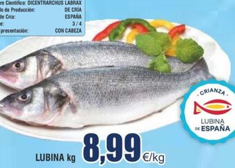 FROIZ LUBINA kg oferta