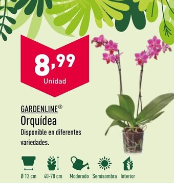 ALDI GARDENLINE Orquídea oferta