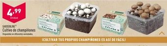 ALDI Cultivo de champiñones oferta