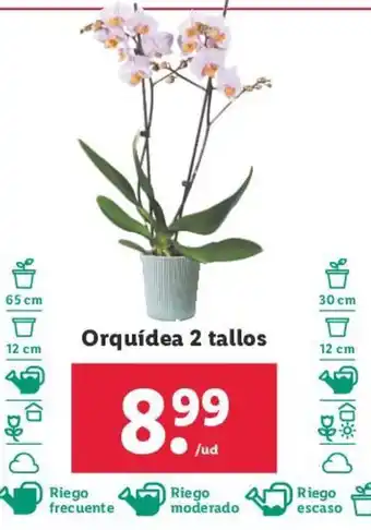 Lidl Orquídea 2 tallos oferta