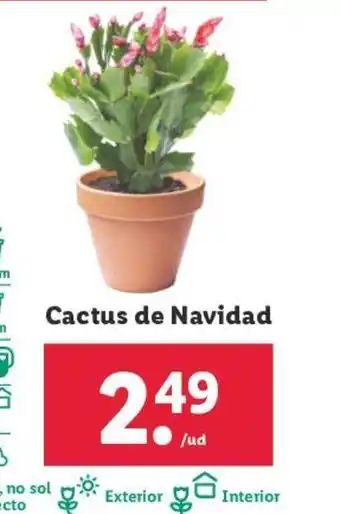 Lidl Cactus de Navidad oferta