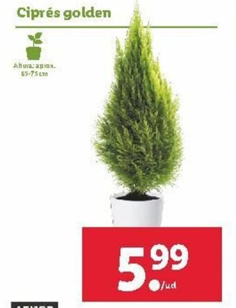 Lidl Ciprés golden oferta