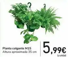 Planta colgante m15