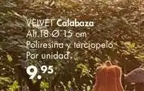 Calabaza velvet