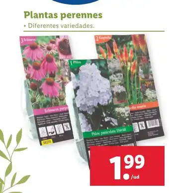 Lidl Plantas perennes oferta
