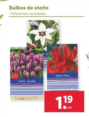 Lidl Bulbos de otoño oferta