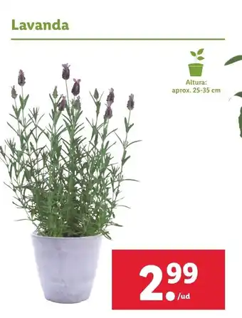 Lidl Lavanda, Altura: aprox. 25-35 cm oferta