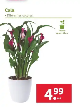 Lidl Cala, Altura: aprox. 45 cm oferta