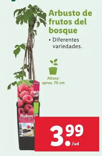 Lidl Arbusto de frutos del bosque, Altura: aprox. 70 cm oferta