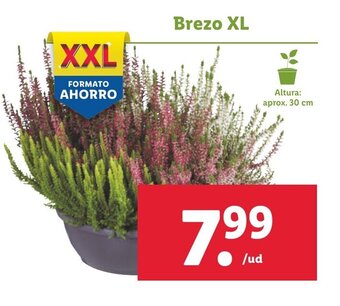 Lidl Brezo XL oferta