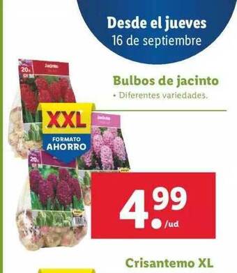Lidl Bulbos De Jacinto oferta