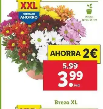 Lidl Brezo XL oferta