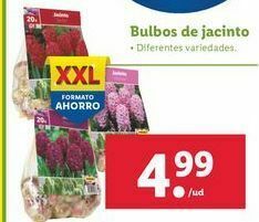 Lidl Bulbos de jacinto oferta