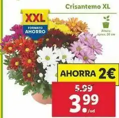 Lidl Crisantemos xl oferta