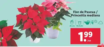Lidl Flor de Pascua / Princettia mediana oferta