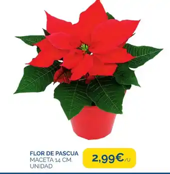 FLOR DE PASCUA MACETA