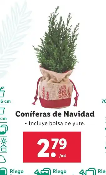 Lidl Coníferas de Navidad oferta