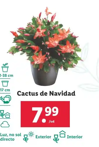 Lidl Cactus de Navidad oferta